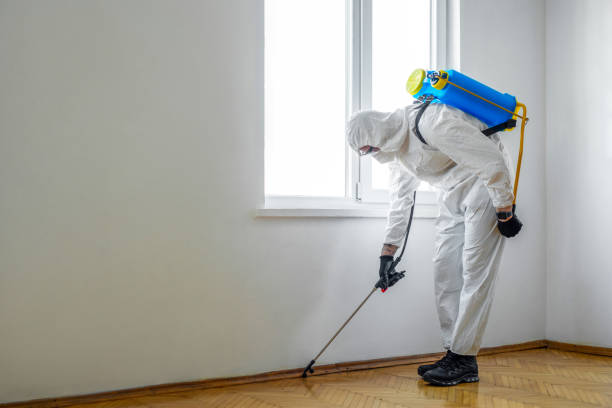 Best Termite Control Services  in Afton, MN